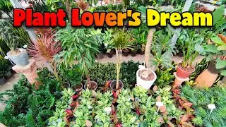 Full Houseplant Tour 