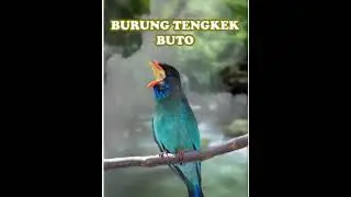 Burung tengkek buto cocok untuk masteran burung