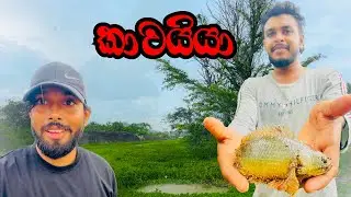 ගම් ජීවිතේ සත්&zwj;ය Fishing Life &ndash; වැවේ මාලු 🎣