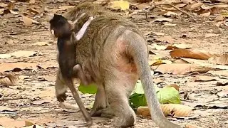 Pity Baby Monkey QUINTON Scared Fall Down