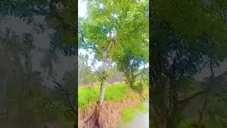 Rain Falling Over Endless Green Fields & River | Relaxing Nature for Deep Calm..