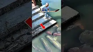 TIDAK PUNYA JARING‼️Tangkap ikan besar cuma pakai sekop. #fish #bigfish #shorts