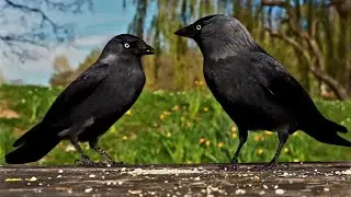- Jackdaw time -