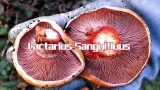 Lactarius Sanguifluus VS Lactarius Deliciosus