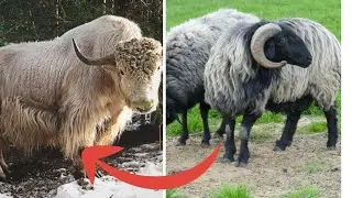 5 НЕТРАДИЦИОННЫХ пород скота для получения прибыли