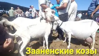 молбозори хучанд нархи бузхои шири ва гусфандхои кушкор ва солук дар бозор 15 август