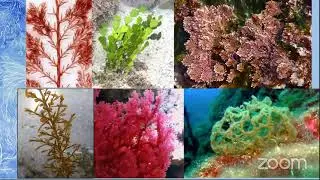 Las macroalgas parte importante de los ecosistemas acu&aacute;ticos Dra. Norma Ang&eacute;lica L&oacute;pez - BUCOM