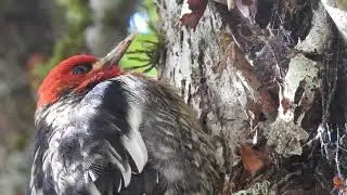 Red-breasted Sapsucker (Sphyrapicus ruber) in the Tualatin Mountains