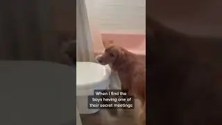 secret dog meetings #shortsclip  #shortsfunny  #shortscomedy  #viral