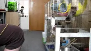 Potk&aacute;nek skokan - mini rat
