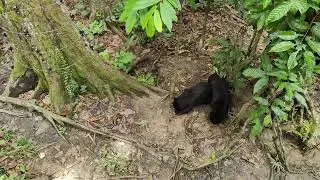 Bornean Sun Bear Conservation Centre (BSBCC)