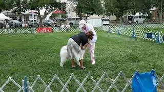Samoyed Conformation - All Breed Rescue & Training Colorado Springs