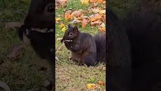 Beautiful Black Squirrel Eating Peanut - Relaxing Nature Sounds