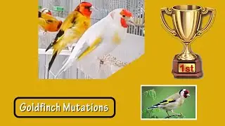 Mind-Blowing Goldfinch Mutations You NEED To See #birds #goldfinchmutation #shorts #shorts