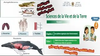Période2 tache1. كيف تتنفس الحيوانات؟ الاولى اعدادي ريادة