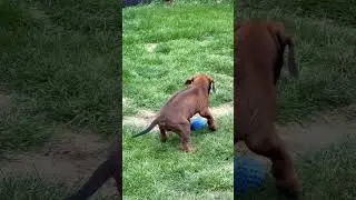 Rhodesian Ridgeback puppy play