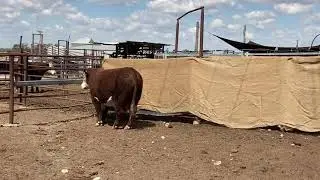 Binara Poll Hereford Lot 12 Binara Pannikin P078