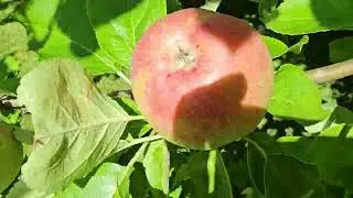 Apple tree in Sweden!🍏🍎#fruit #apple #europe