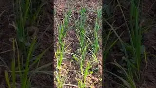 Garlic farming | Organic Garlic Farming in India| #indian #garlic #organic #farming #agriculture