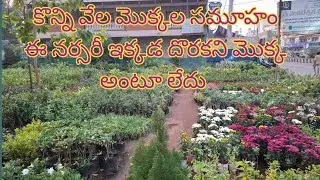 కొన్ని వేల మొక్కల సముహం ఇ నర్సరీ ఇక్కడ అన్ని రకాల పళ్ళ మొక్కలు కూడా ఇక్కడ దొరుకుతాయి 
