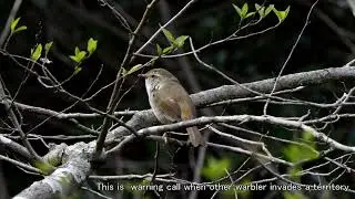 Call of Spring by Japanese Bush Wabler