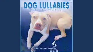 Dog Dream Music
