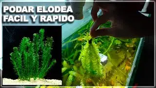 Podar elodea en tu acuario Facil y rapido