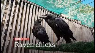Kingdom secured as two new ravens have joined the Tower of London (UK) 15/May/2025