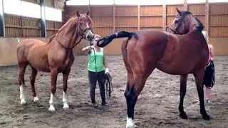 Horse Matting in jungle ##camel #horse #horseracing #viralvideo #viral