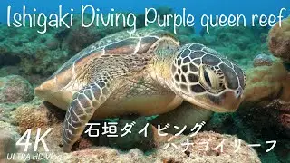 Purple queen Reef ハナゴイリーフ【石垣ダイビング#5】