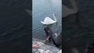 Friendship. Swan and fishes.#new #youtubeshorts #video #shorts . Friendship