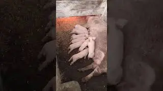 Care Tips for Newborn Piglets🐖#shorts #pig #asmr #farming #satisfying #fyp #pigfeed #status #piggy