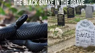 Snake In The Grave | *True Story*