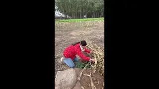 Funny videos of rural couples to make you happy all day！#shorts#funny
