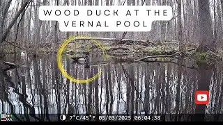 Wood Duck Calls and Preens at Vernal Pool | Trail Camera Video