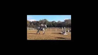 Swipe🎥x2 True three ring horse who has been there done that and is looking to bring his next rider&hellip;