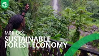 Sustainable Forest Economy: In Dominica, Nature Holds the Keys to a Resilient Future