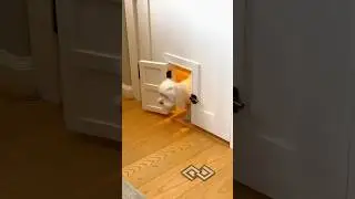 Re-sharing the Lego room doggie door because it's fun and cute 😉 #cute #cuteanimals #customdoor