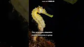 The seahorse is the only animal with a true prehensile tail #youtube #video #viral #trending