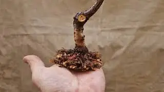 Trasplante y recorte de ra&iacute;ces en Prunus tomentosa 19/02/2023