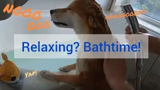 #5   Shibainu Chachamama, Relaxing? Bathtime 🐕🛁／ 柴犬チャチャママ、リラックス？ バスタイム 🐕🛁