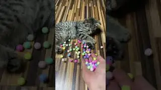 Cat & Beads 🍭 Reverse Video ASMR #reverse #asmr 