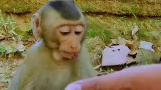 Baby monkey Rex's chin got bit bruise after falling down from a tree one day ago.