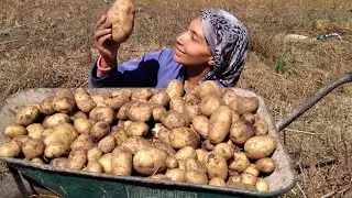 2023 Beginning of Winter Farm Update | Harvesting Potatoes by Hand | African Village Life