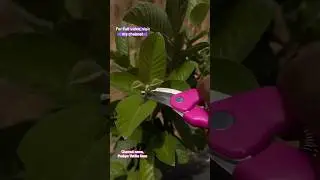 Guava farming video #viral #farming #reels #nature #video #villagelife #farm #farmingtips #shots