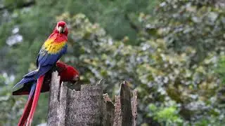 Discover the Hidden Wonders of the Jungle With Selva Connections & the Beautiful Vibrant Macaws