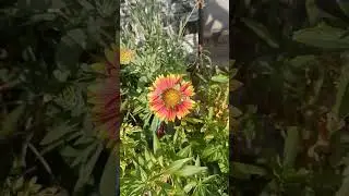 kenaf flower #kenaf #meenasgardan