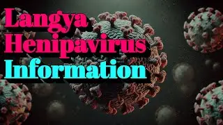 Langya Henipavirus Information (🔬Other infectious diseases)