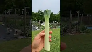 Growing New Leeks From Old Kitchen Scraps! #gardeningtips #lifehacks