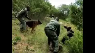 Table Mountain Canine Unit with K9 Training - on Expresso